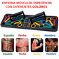 PushUps™ - Tabla Pechadas Sistema De Flexiones 15 en 1 + REGALO